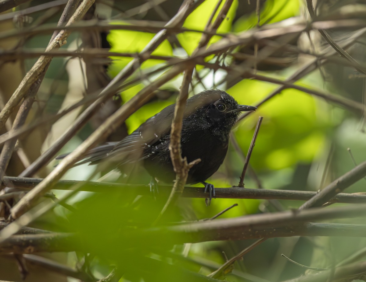 Mato Grosso Antbird - ML638376997