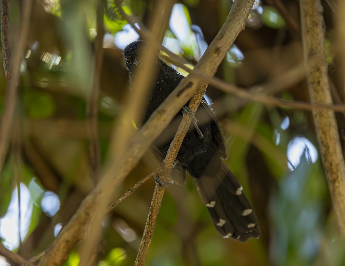 Mato Grosso Antbird - ML638376998
