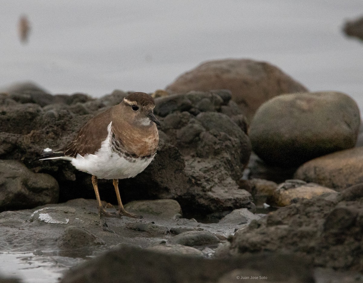 Rufous-chested Dotterel - ML638377009
