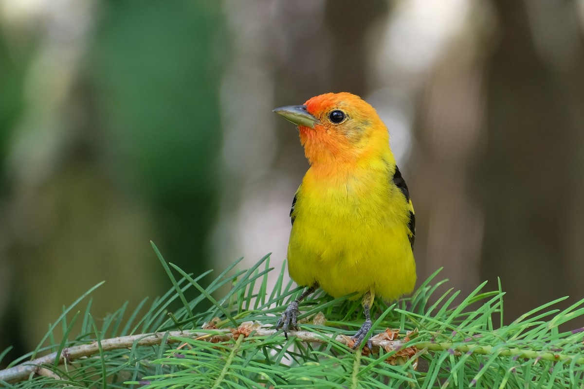 Western Tanager - ML638377031