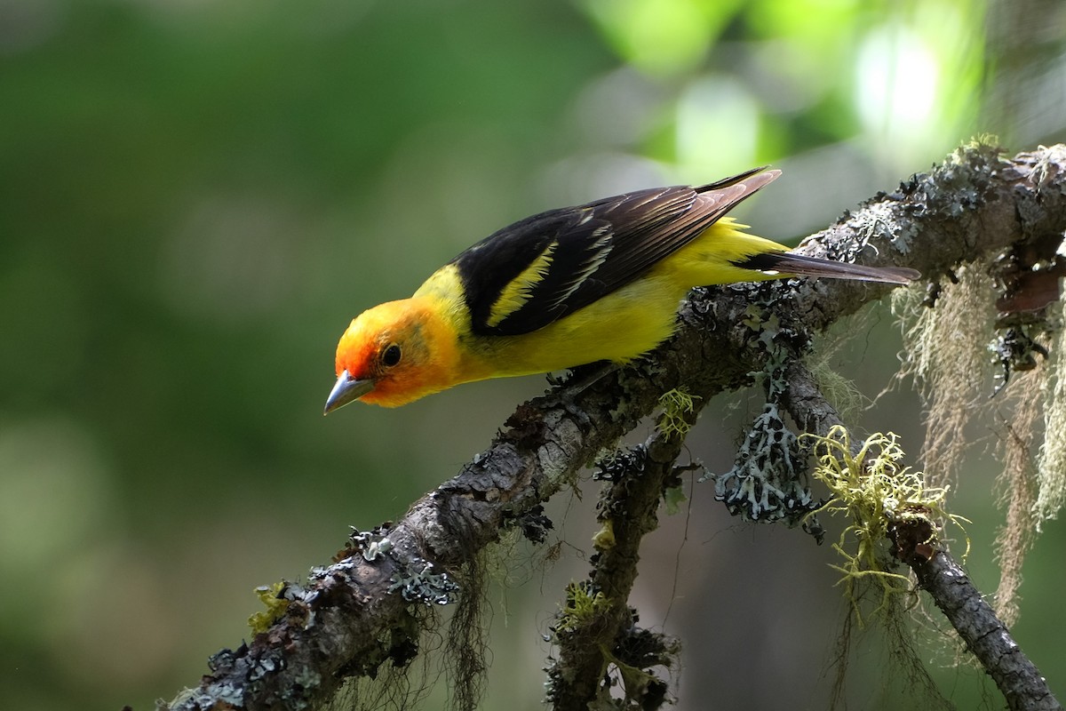 Western Tanager - ML638377033