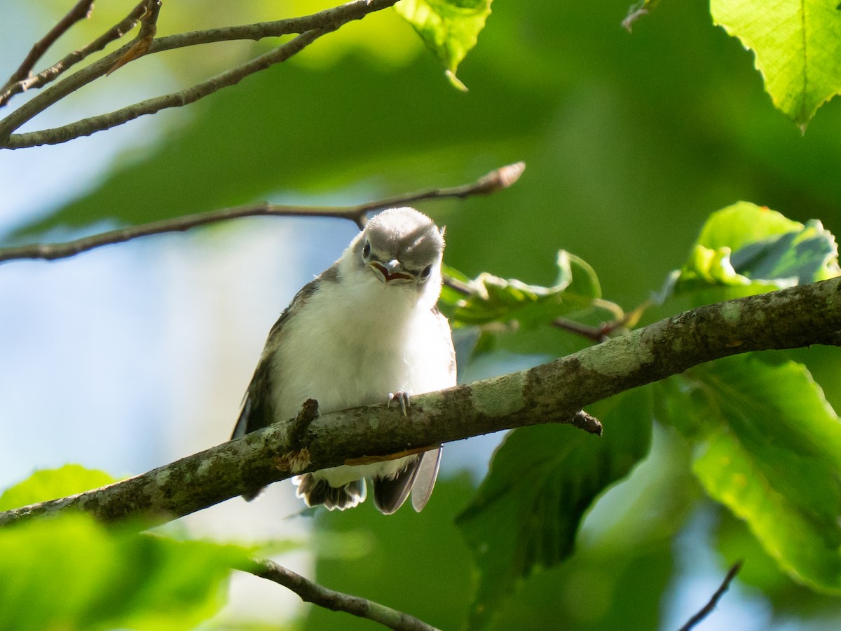 Blue-headed Vireo - ML638377037