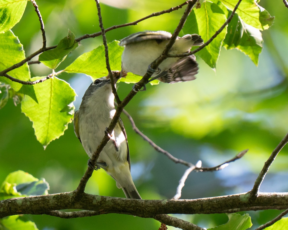 Blue-headed Vireo - ML638377055