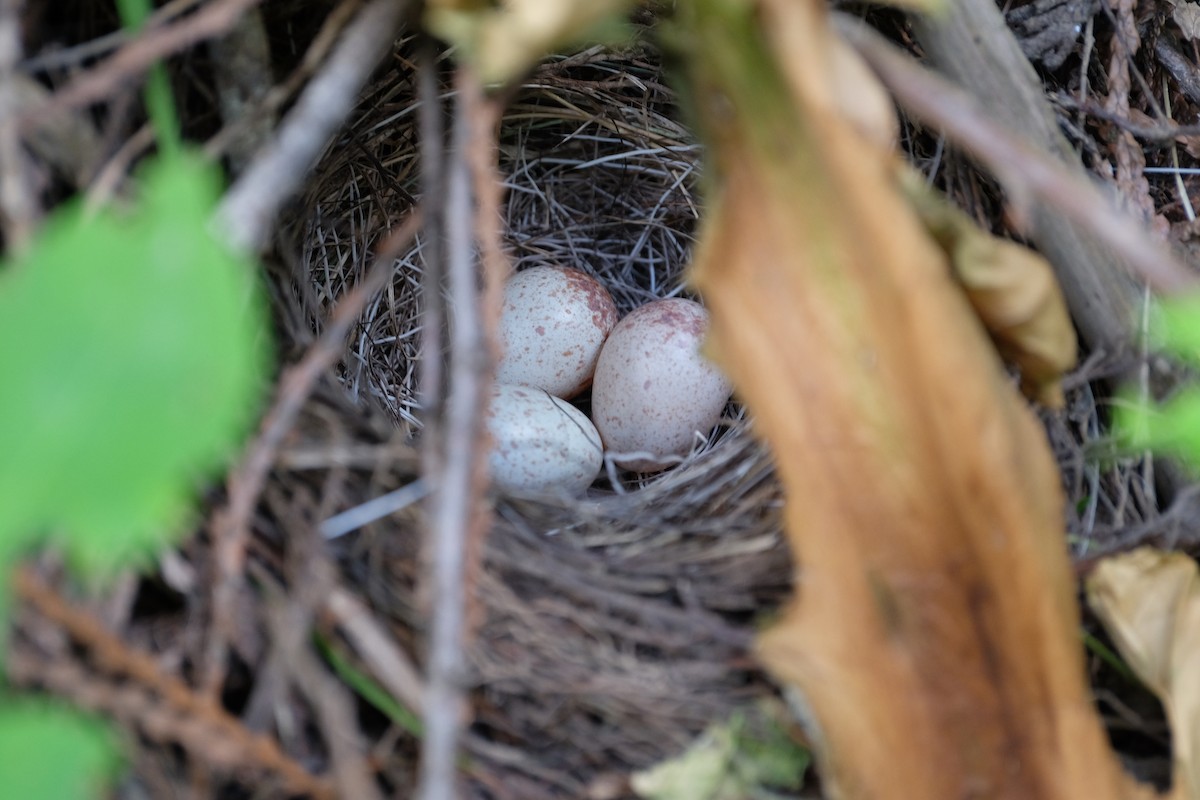 Junco Ojioscuro (grupo oreganus) - ML638377058