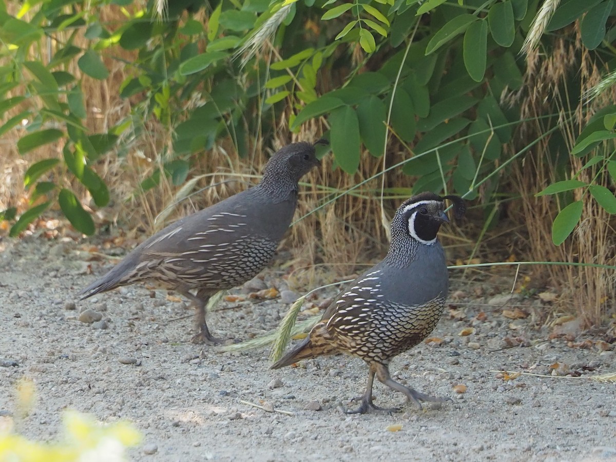 California Quail - ML638377086