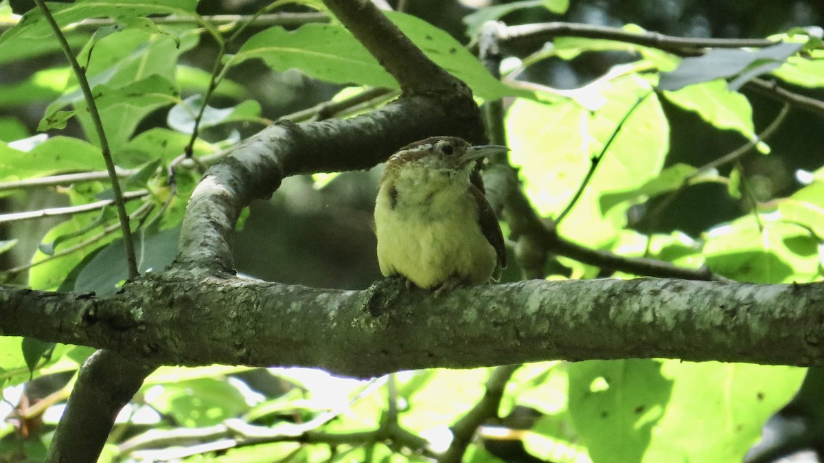Carolina Wren - ML638377152