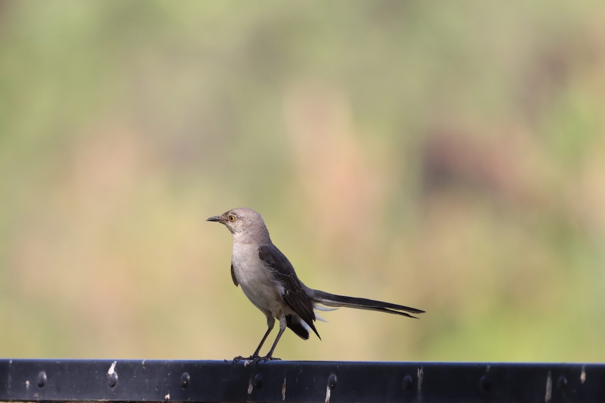 Northern Mockingbird - ML638377162