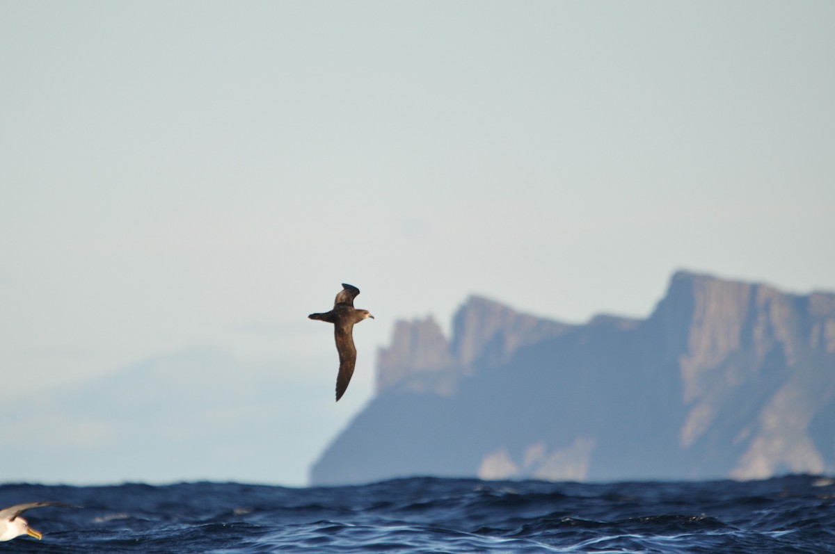 Gray-faced Petrel - ML638377169