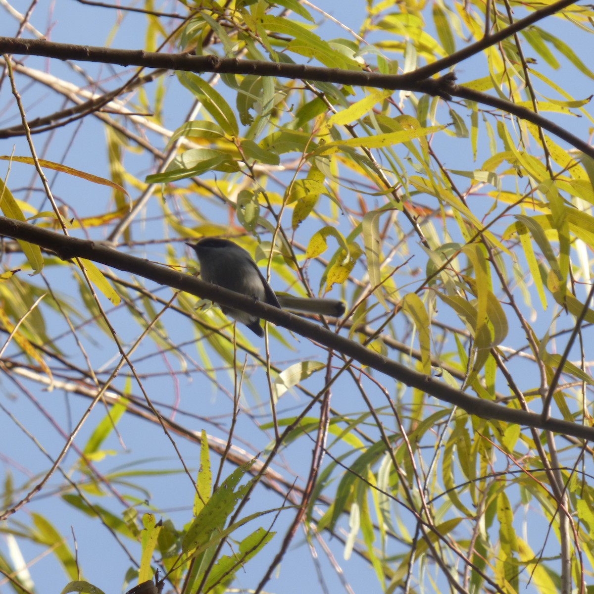 Masked Gnatcatcher - ML638377214