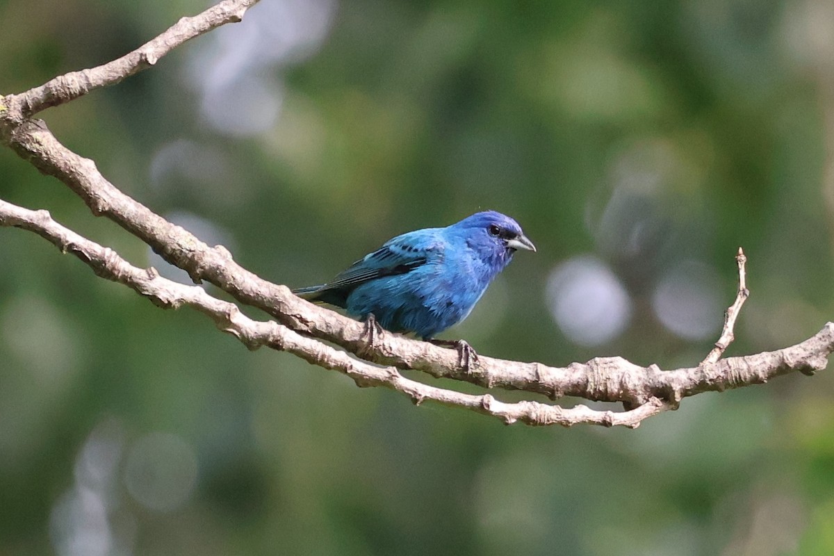 Indigo Bunting - ML638377231