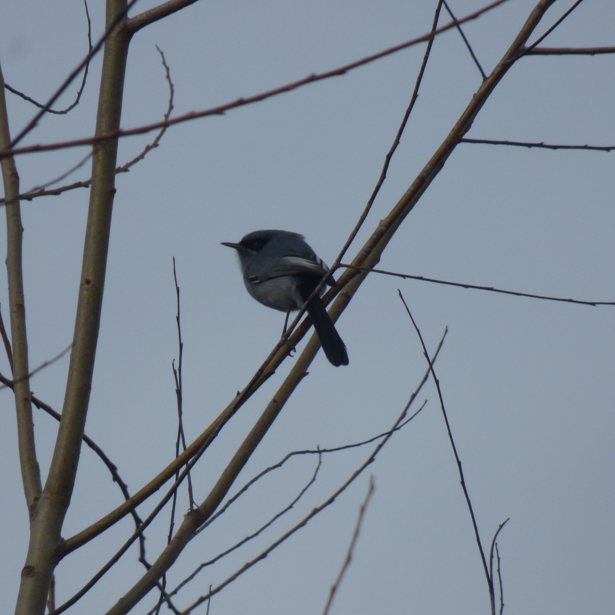 Masked Gnatcatcher - ML638377244