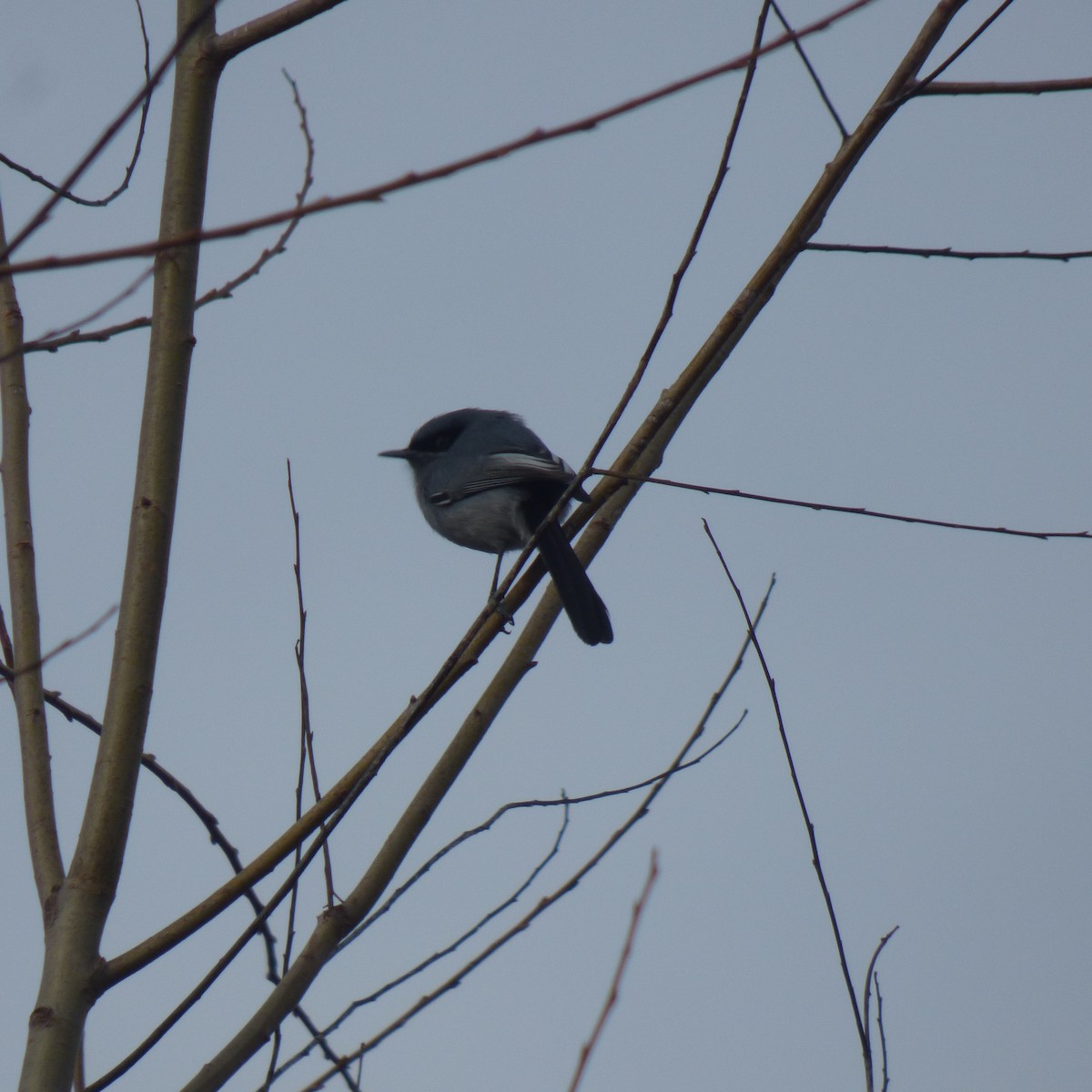 Masked Gnatcatcher - ML638377245