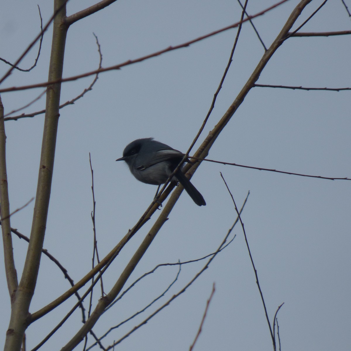 Masked Gnatcatcher - ML638377246