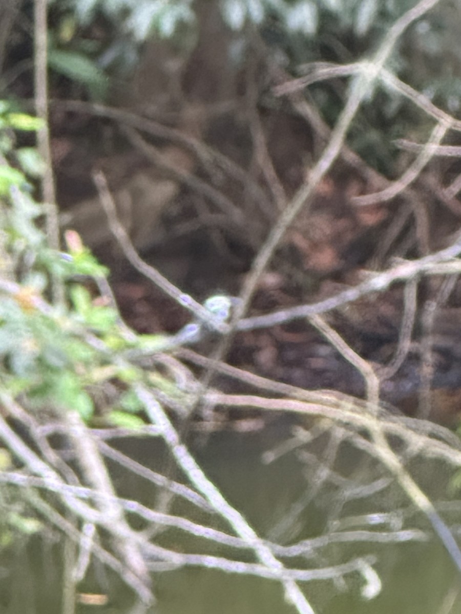 Green Kingfisher - ML638377262