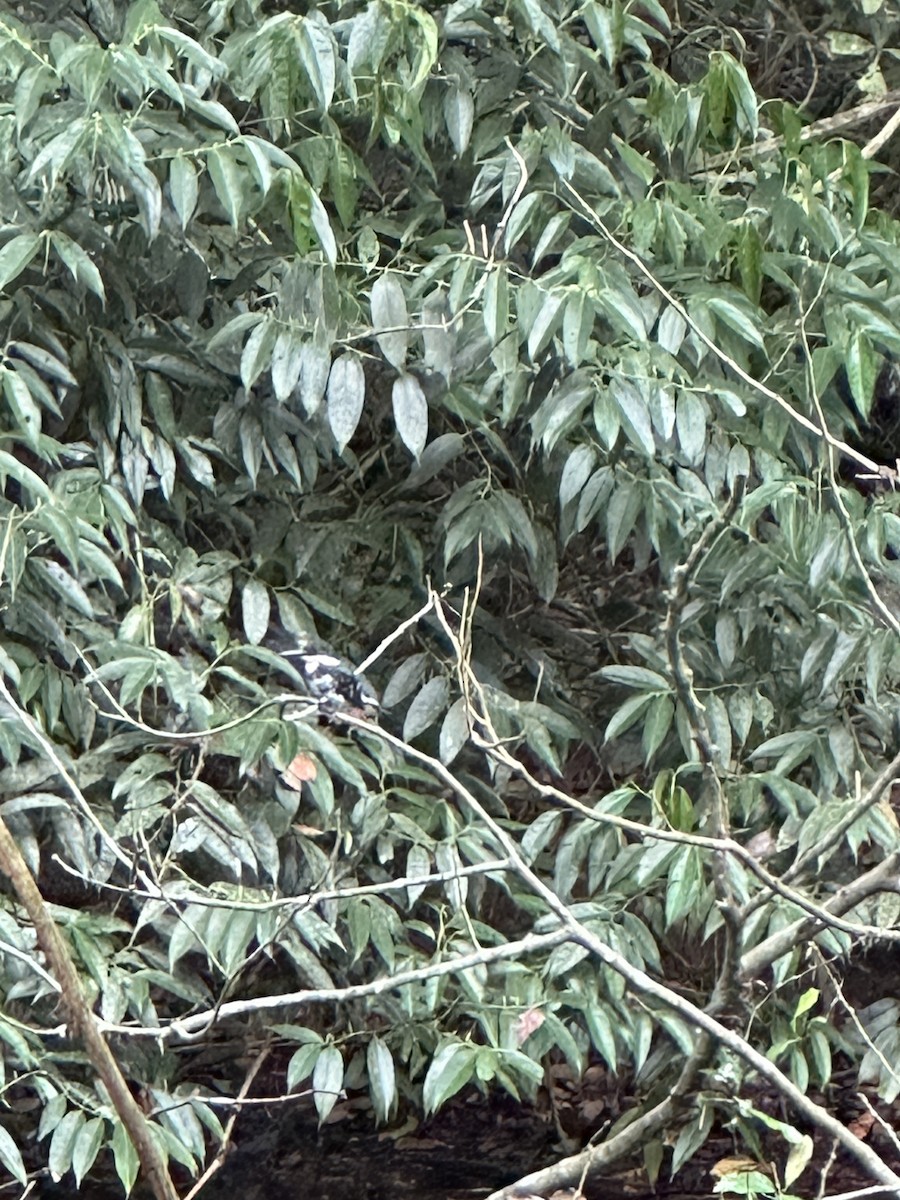 Green Kingfisher - ML638377263