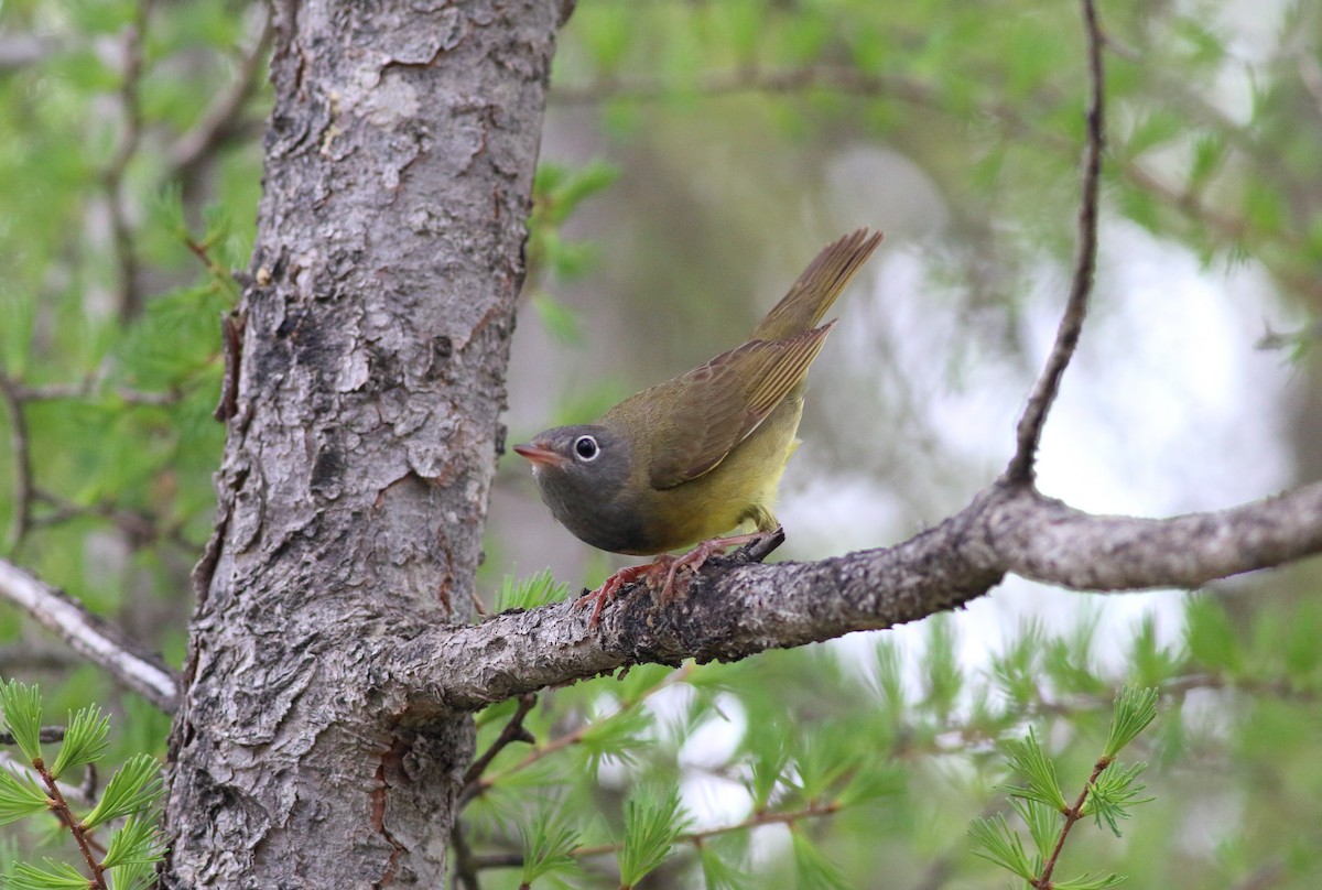 Connecticut Warbler - ML638377272