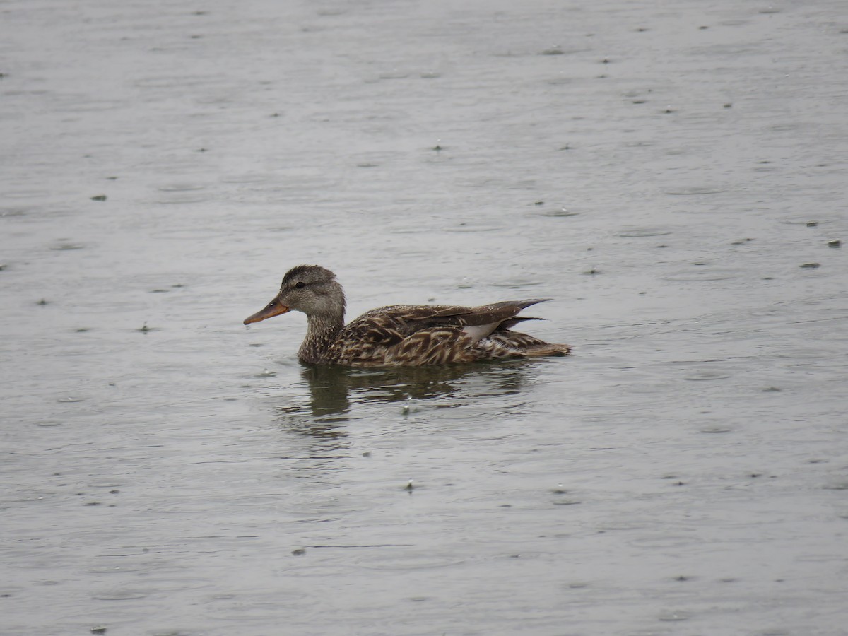 Gadwall - ML638377294