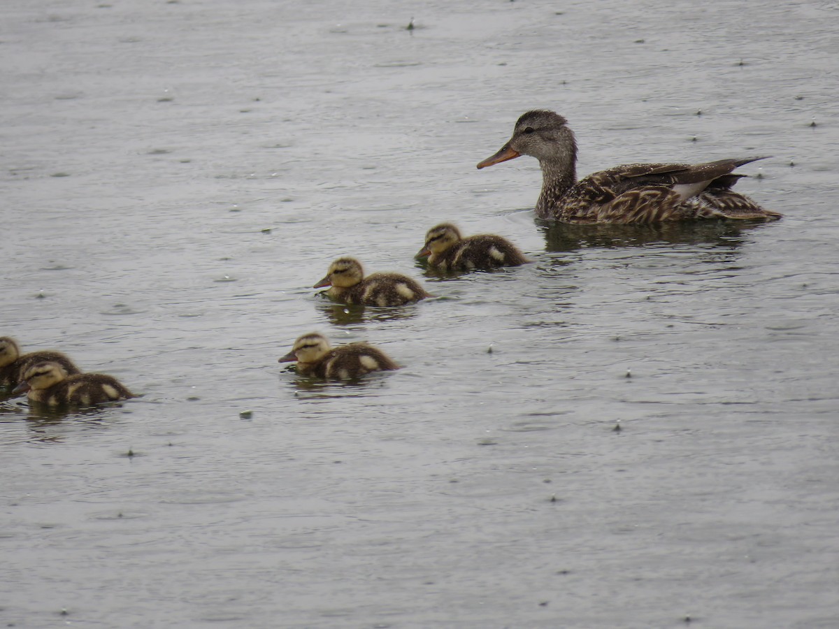 Gadwall - ML638377296