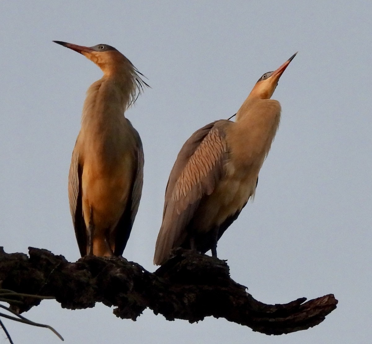 Whistling Heron - ML638377331