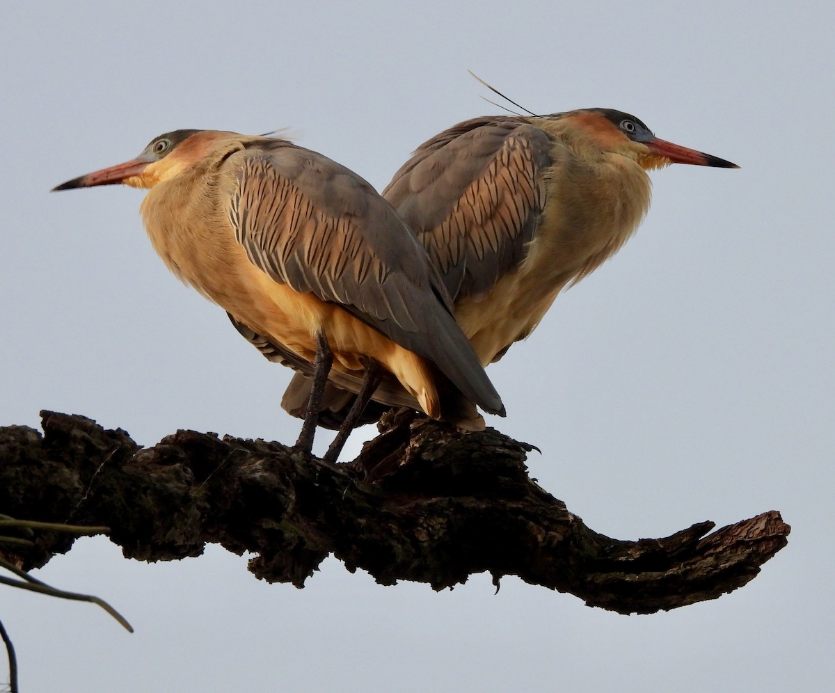Whistling Heron - ML638377332