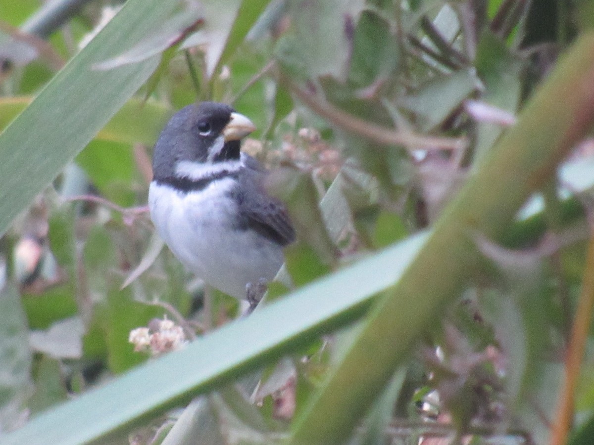 Double-collared Seedeater - ML638377345