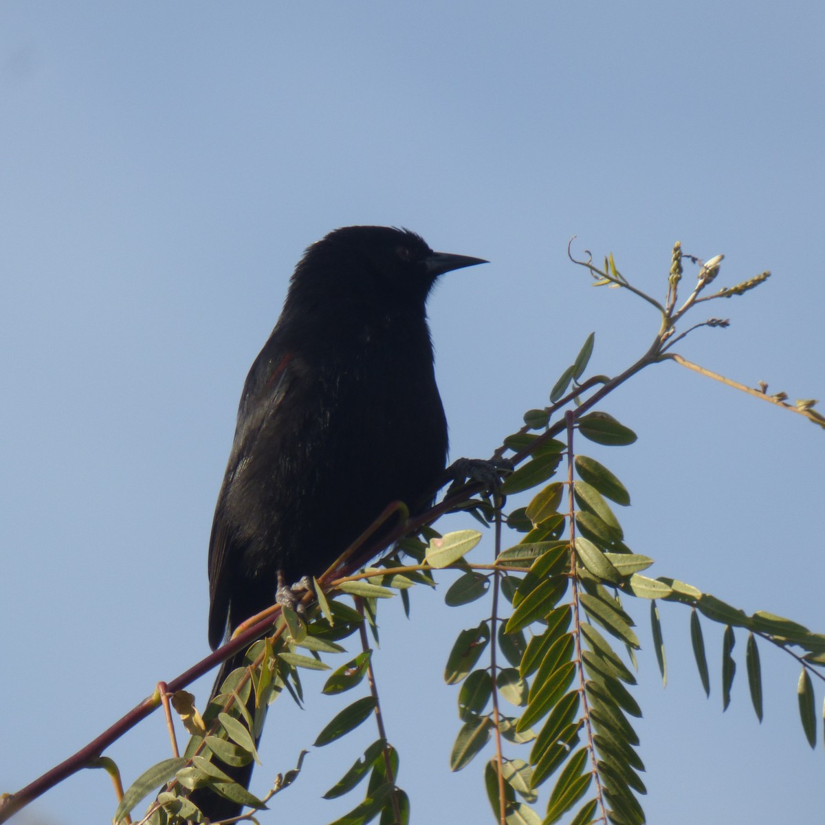 Variable Oriole - ML638377348