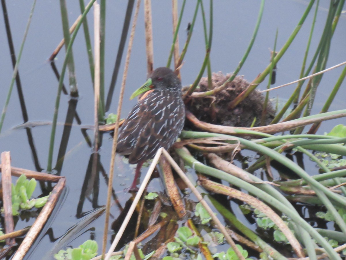 Spotted Rail - ML638377360