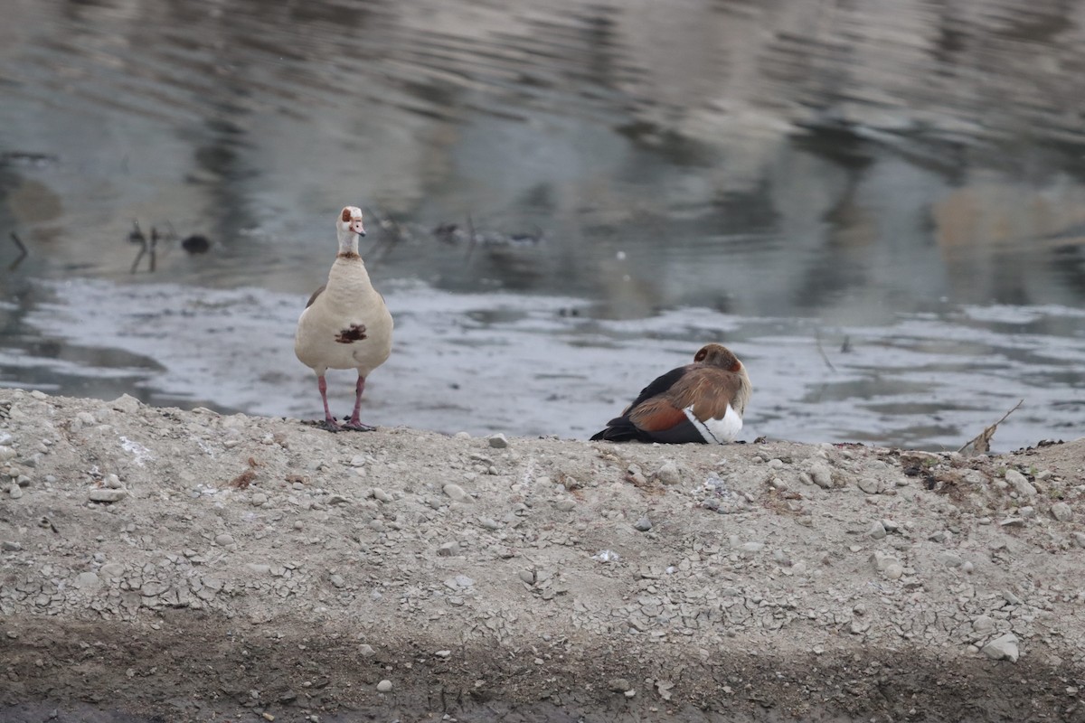 Egyptian Goose - ML638377369