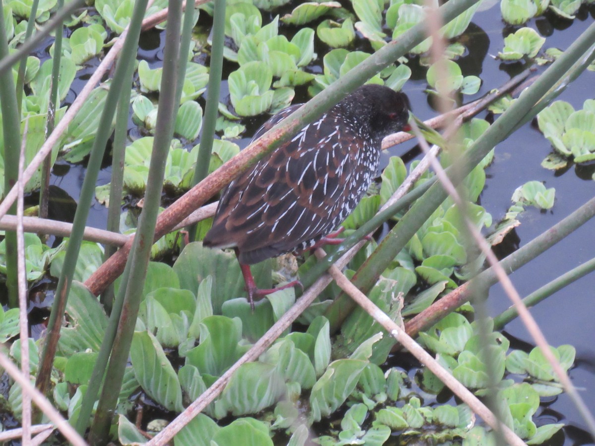 Spotted Rail - ML638377397