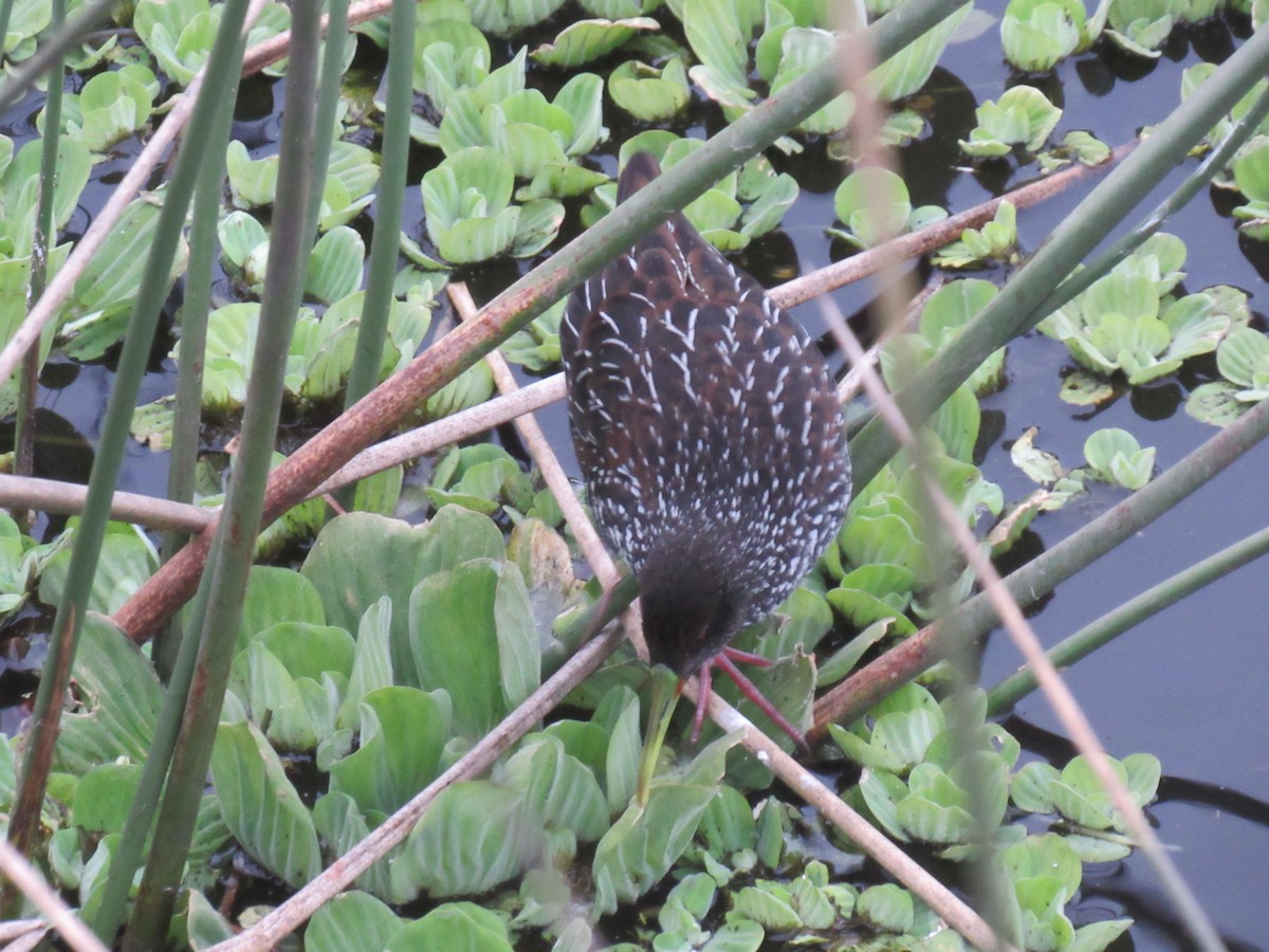 Spotted Rail - ML638377398
