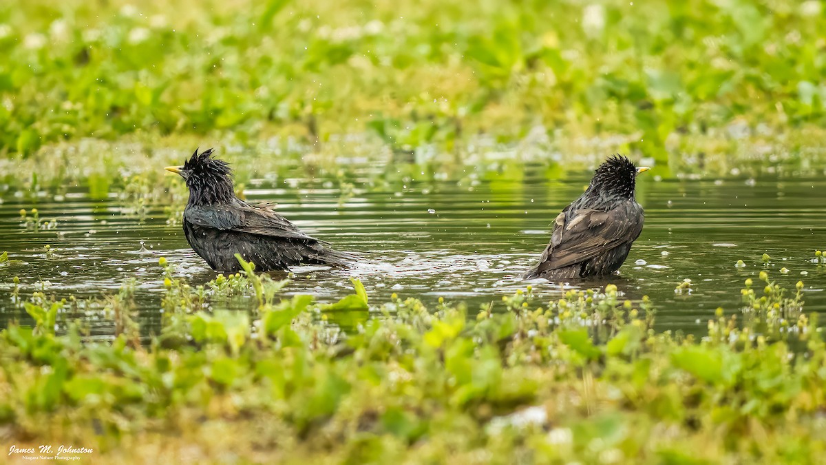 European Starling - ML638377446