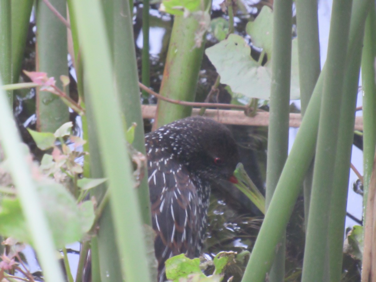 Spotted Rail - ML638377460