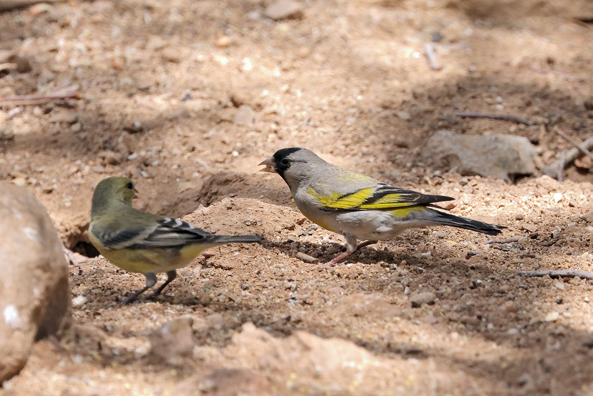 Lawrence's Goldfinch - ML638377473