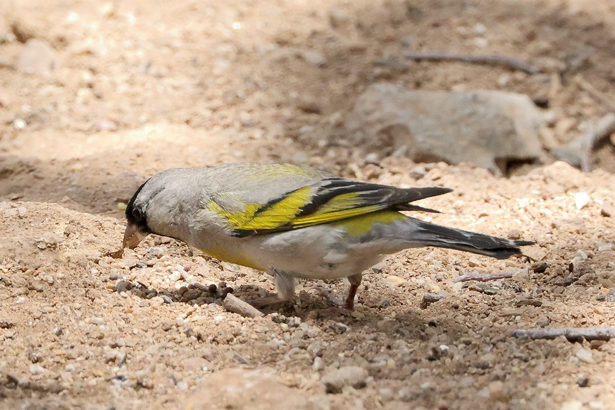 Lawrence's Goldfinch - ML638377474