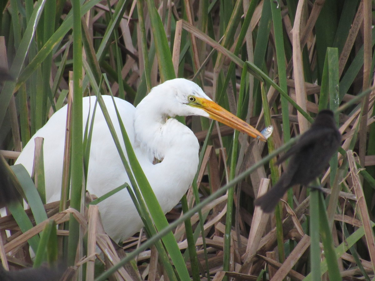 Great Egret - ML638377475