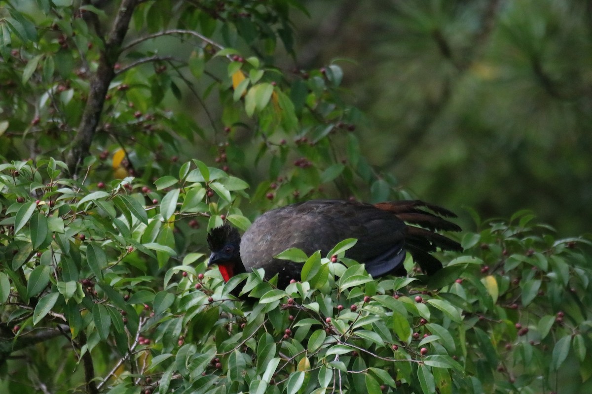 Crested Guan - ML638377492