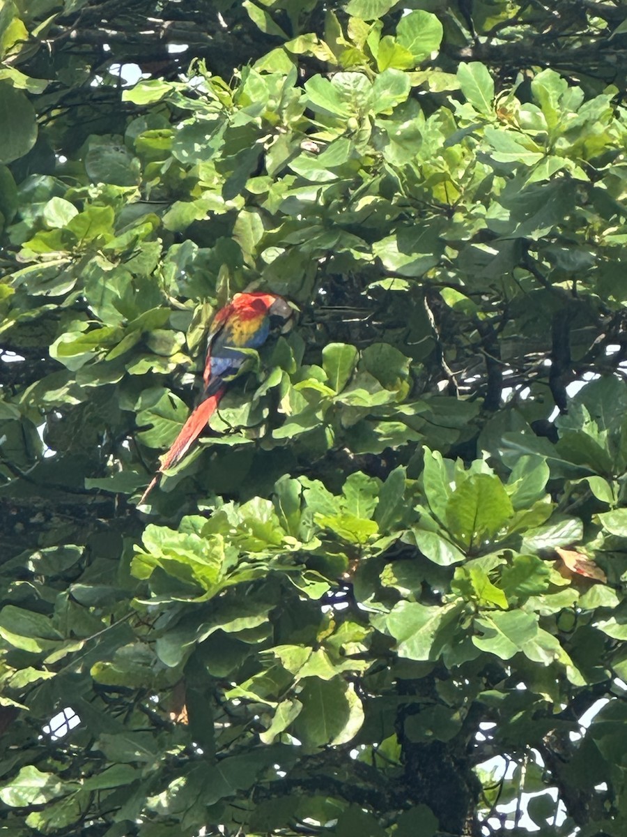 Scarlet Macaw - ML638377510