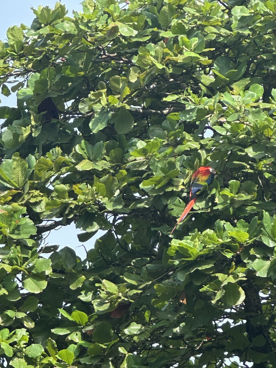 Scarlet Macaw - ML638377512