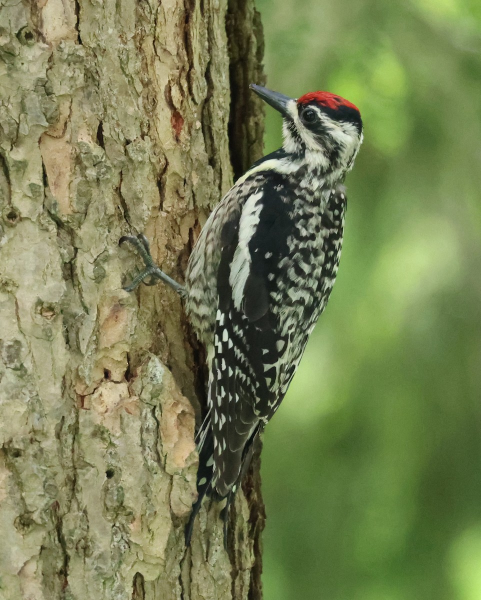 Yellow-bellied Sapsucker - ML638377543