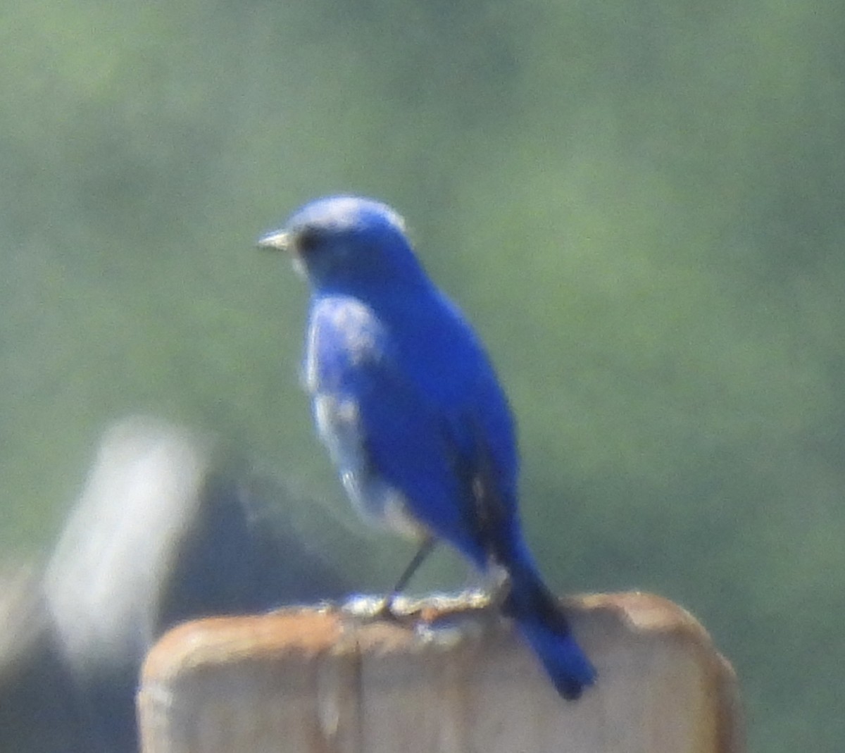 Mountain Bluebird - ML638377564