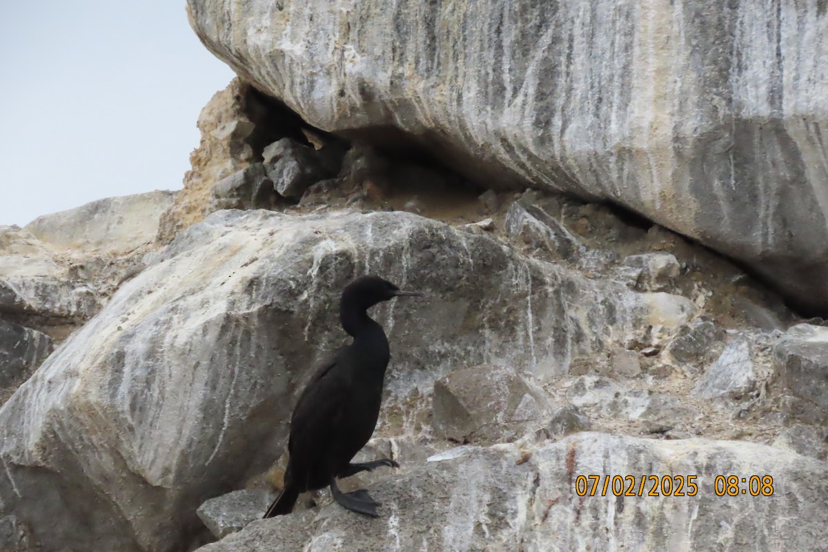 Pelagic Cormorant - ML638377577