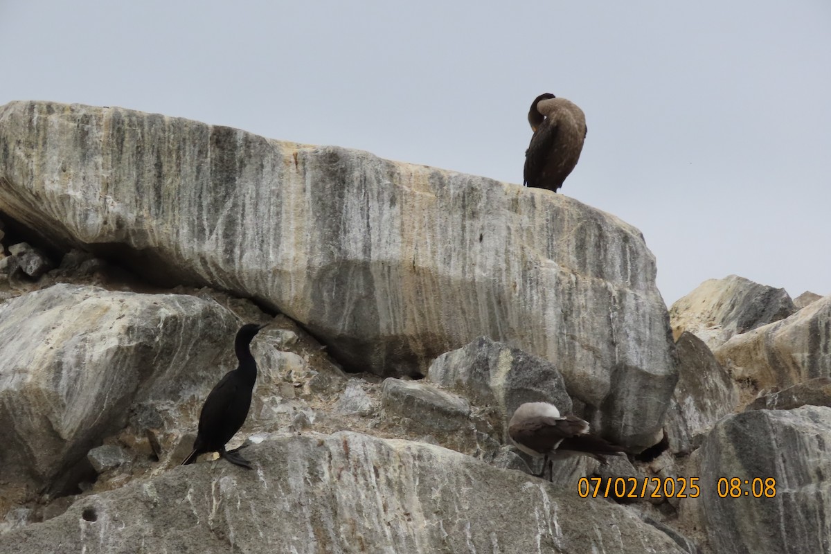 Pelagic Cormorant - ML638377578