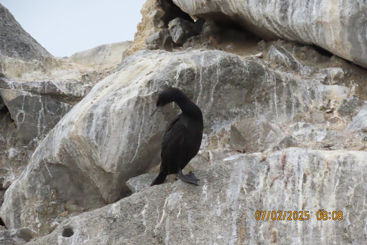 Pelagic Cormorant - ML638377579