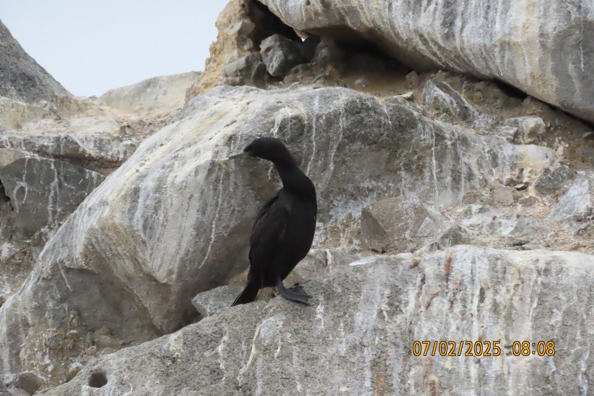 Pelagic Cormorant - ML638377580