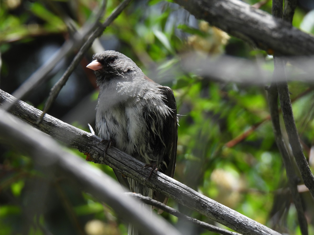 Junco Ojioscuro - ML638377588