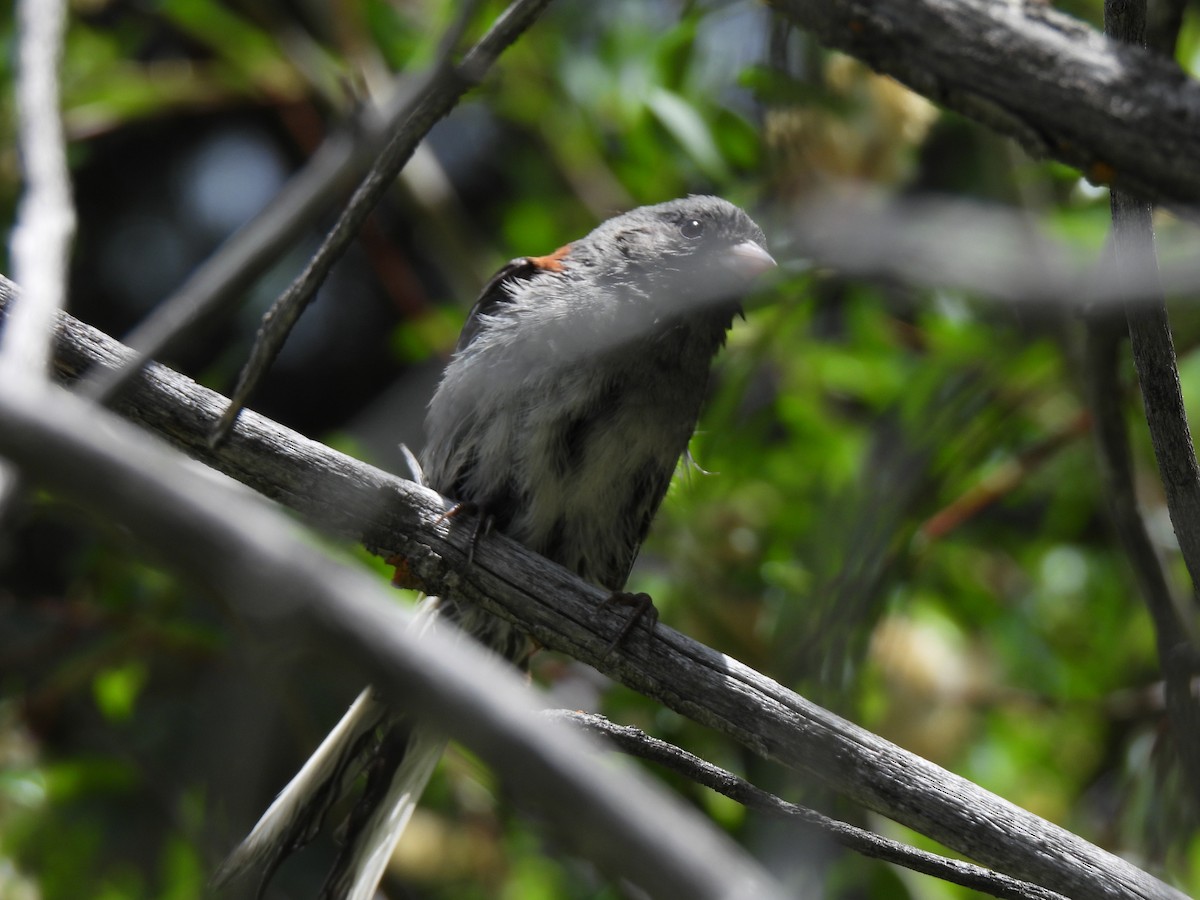 Junco Ojioscuro - ML638377589