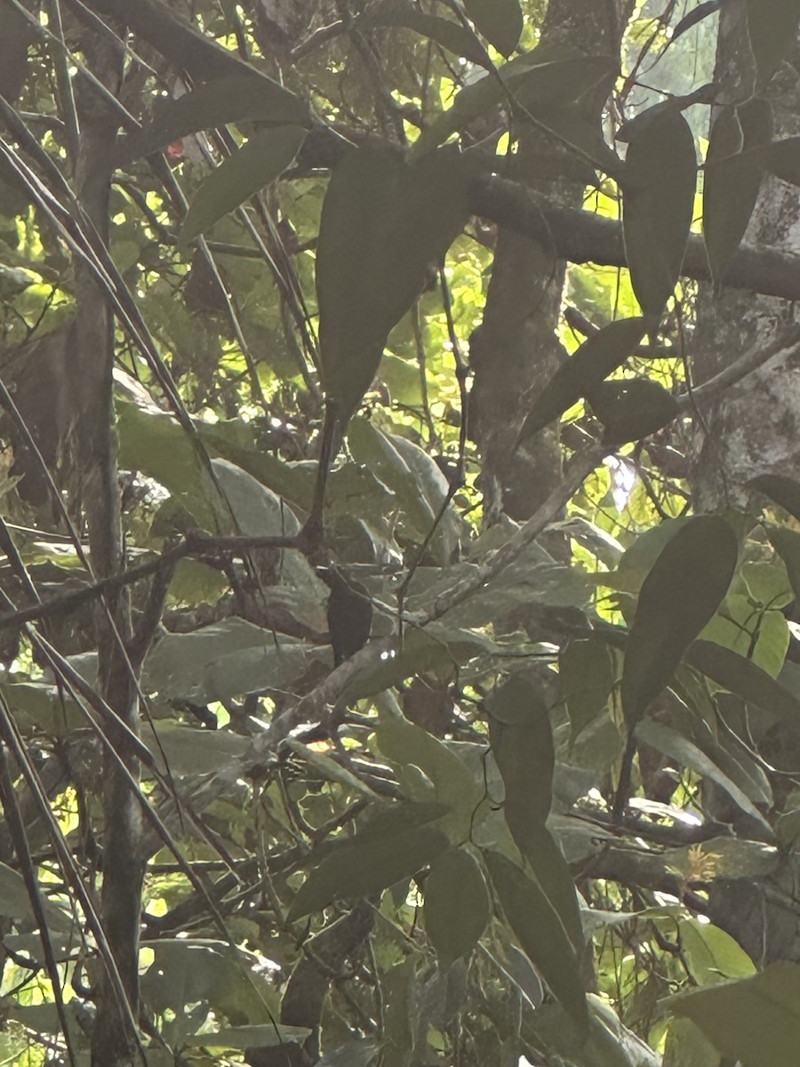 Black-hooded Antshrike - ML638377645