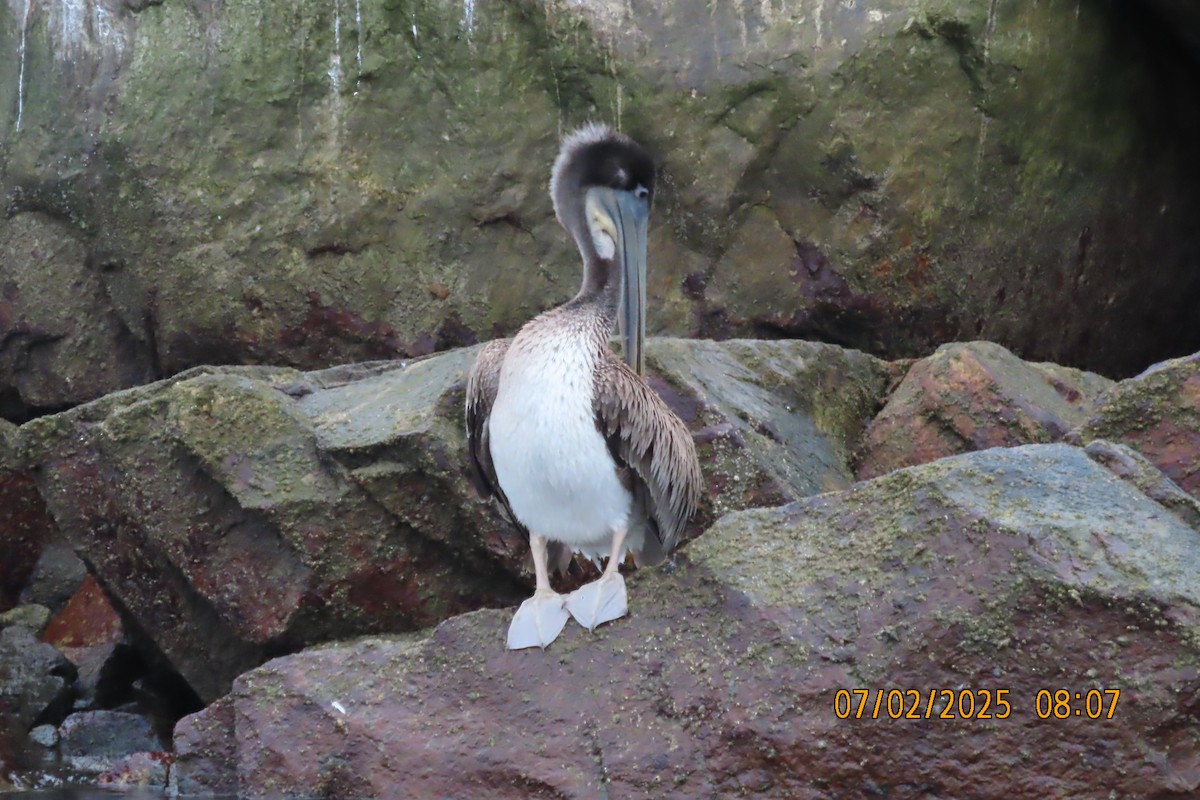Brown Pelican - ML638377673