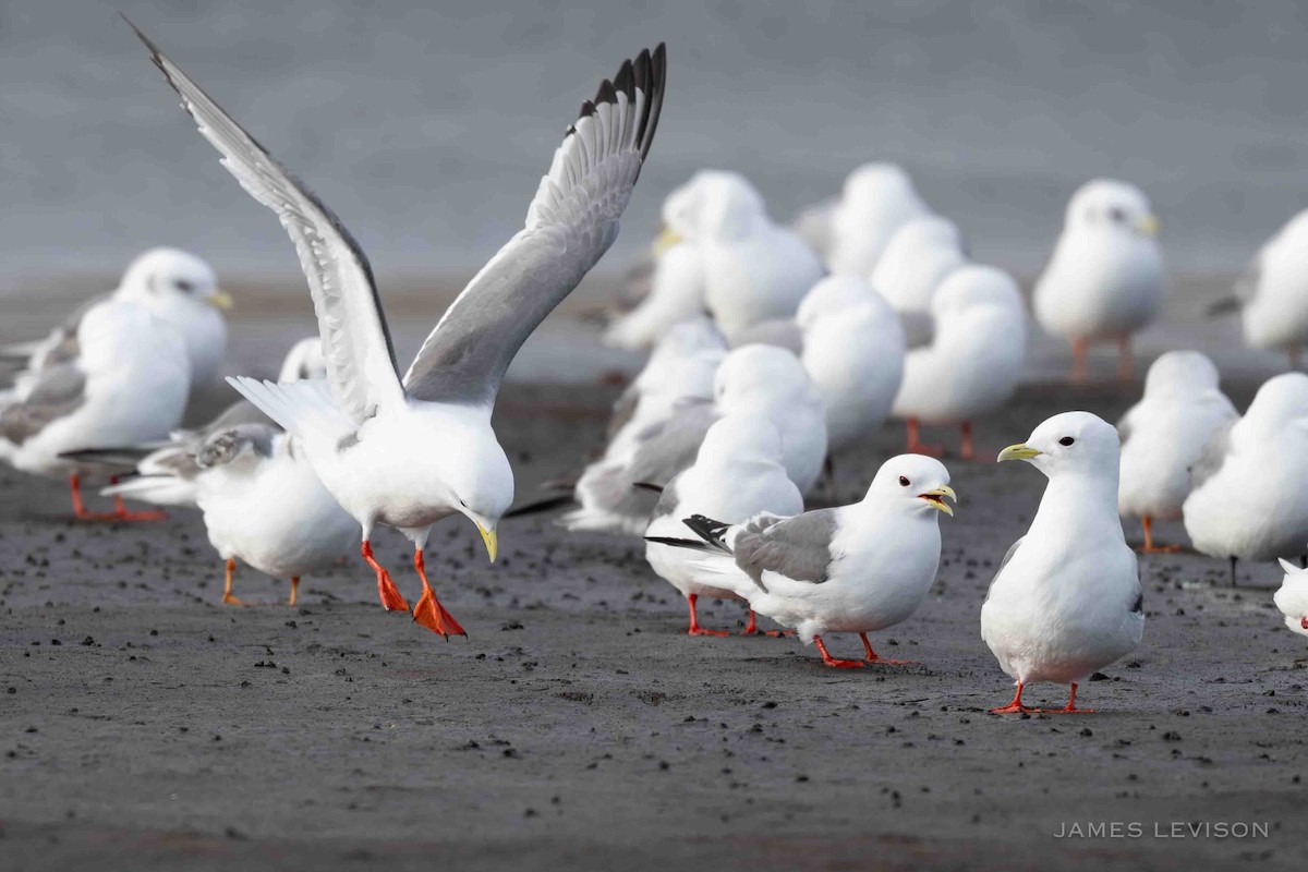 Red-legged Kittiwake - ML638377691