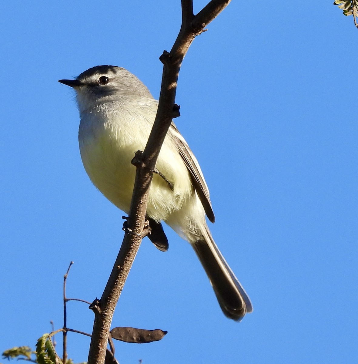 White-crested Tyrannulet - ML638377694